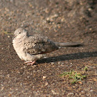 Inca Dove