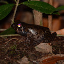 Rough-sided Frog