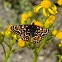 Edith's Checkerspot