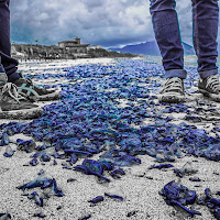 "scarpe da medusa blu" di 