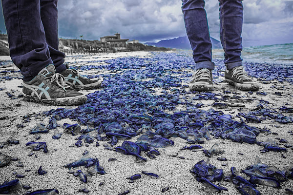 "scarpe da medusa blu" di alessio capirchio