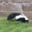 Striped Skunk