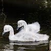 Black-necked Swan