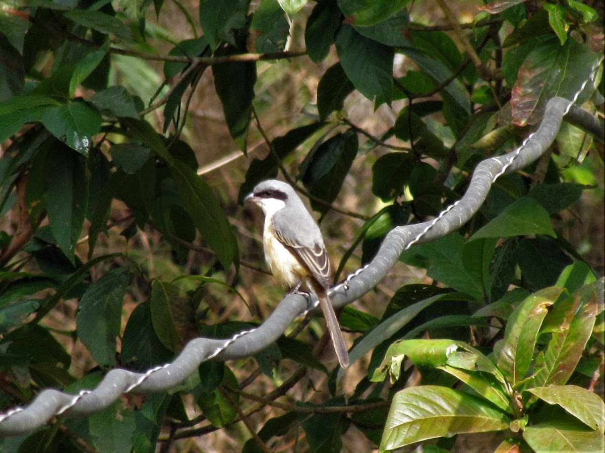 grey-backed shrike