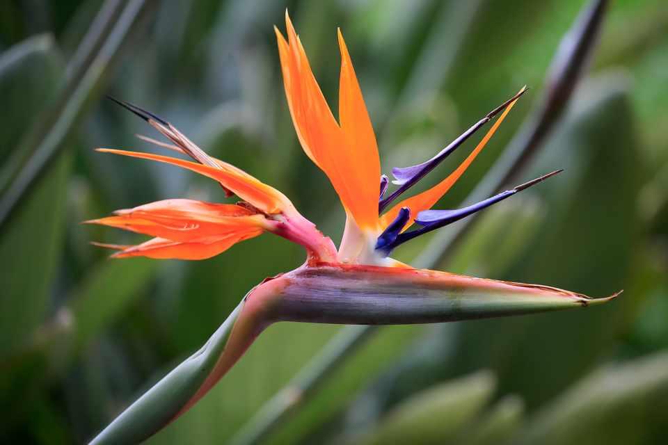 What's the Best Soil for Birds of Paradise Plants? (Tested Review)