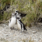 Pingüino de Magallanes