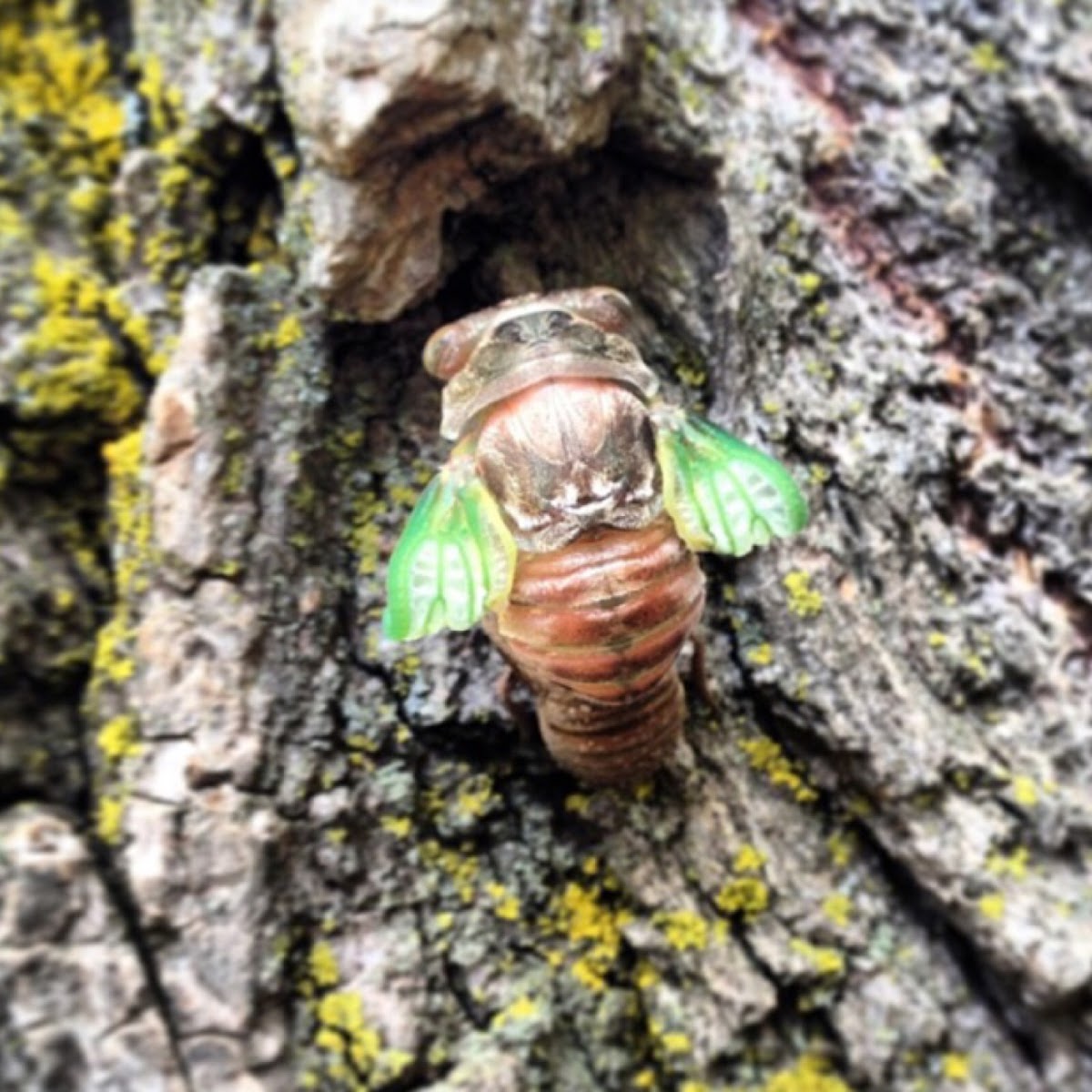 Cicada