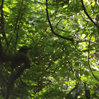 Turquoise browed motmot