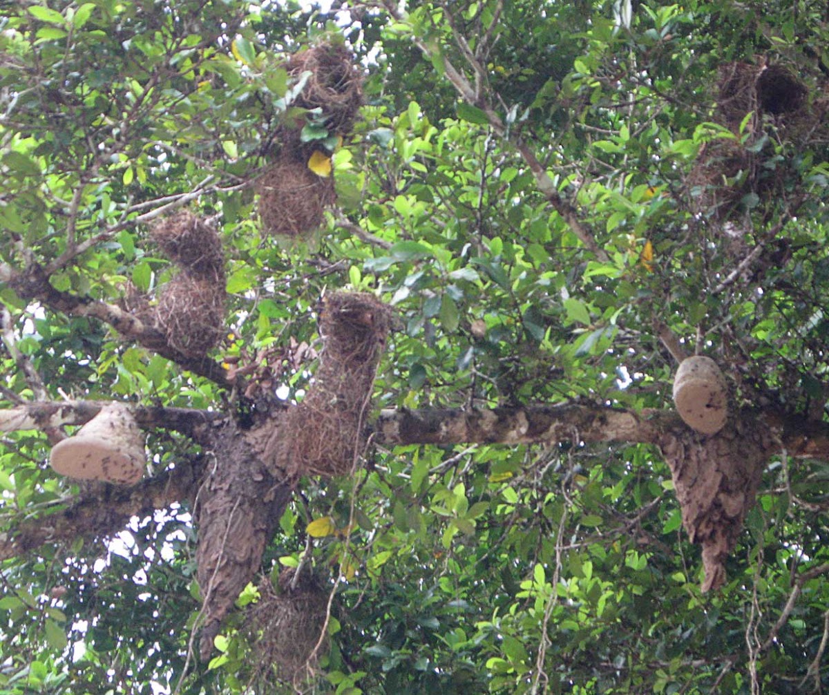 Montezuma Oropendola Nests, Wasp Nests