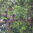 Montezuma Oropendola Nests, Wasp Nests