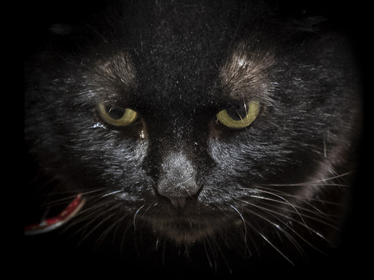 Gatto nero ! di giampieropetrone