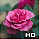 Download Roses Wallpapers For PC Windows and Mac 1.1