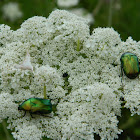 Green rose chafer