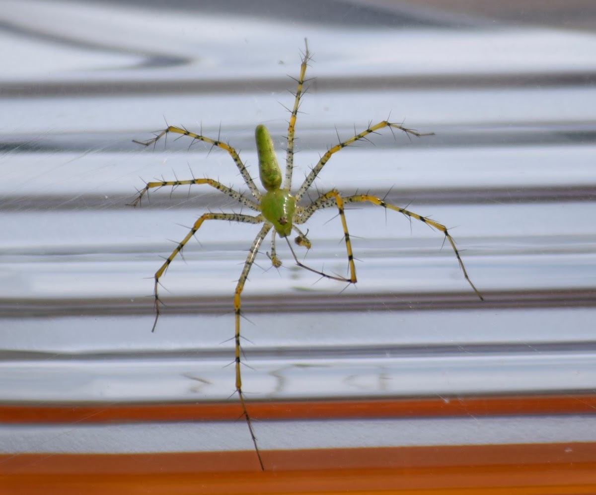 Green linx spider