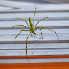 Green linx spider