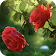 Red Rose Flower Live Wallpaper icon