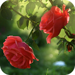 Red Rose Flower Live Wallpaper Apk