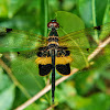 Yellow-striped flutterer, Yellow-barred flutterer.