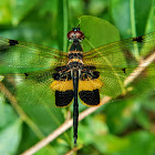 Yellow-striped flutterer, Yellow-barred flutterer.