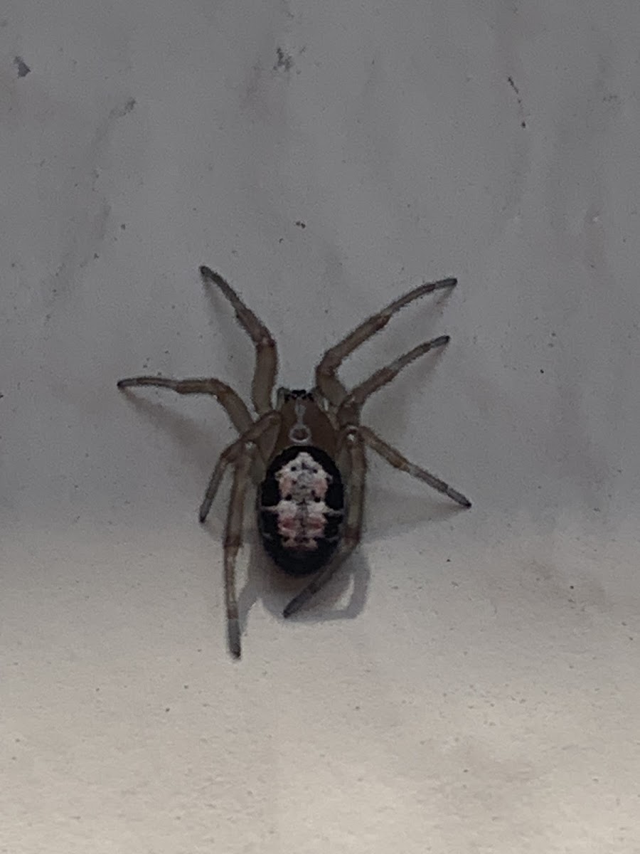 Noble False Widow