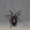 Noble False Widow