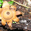 Rounded Earthstar