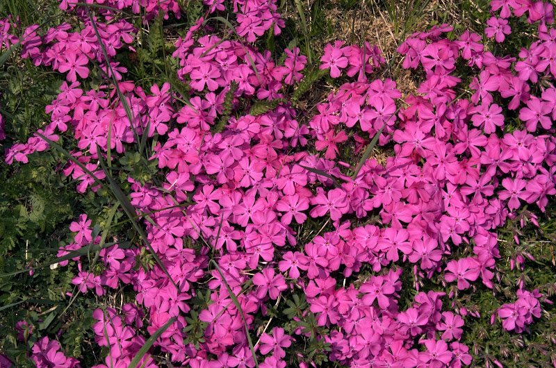 Fioritura di phlox di benny48