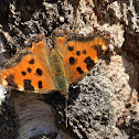 Large Tortoiseshell