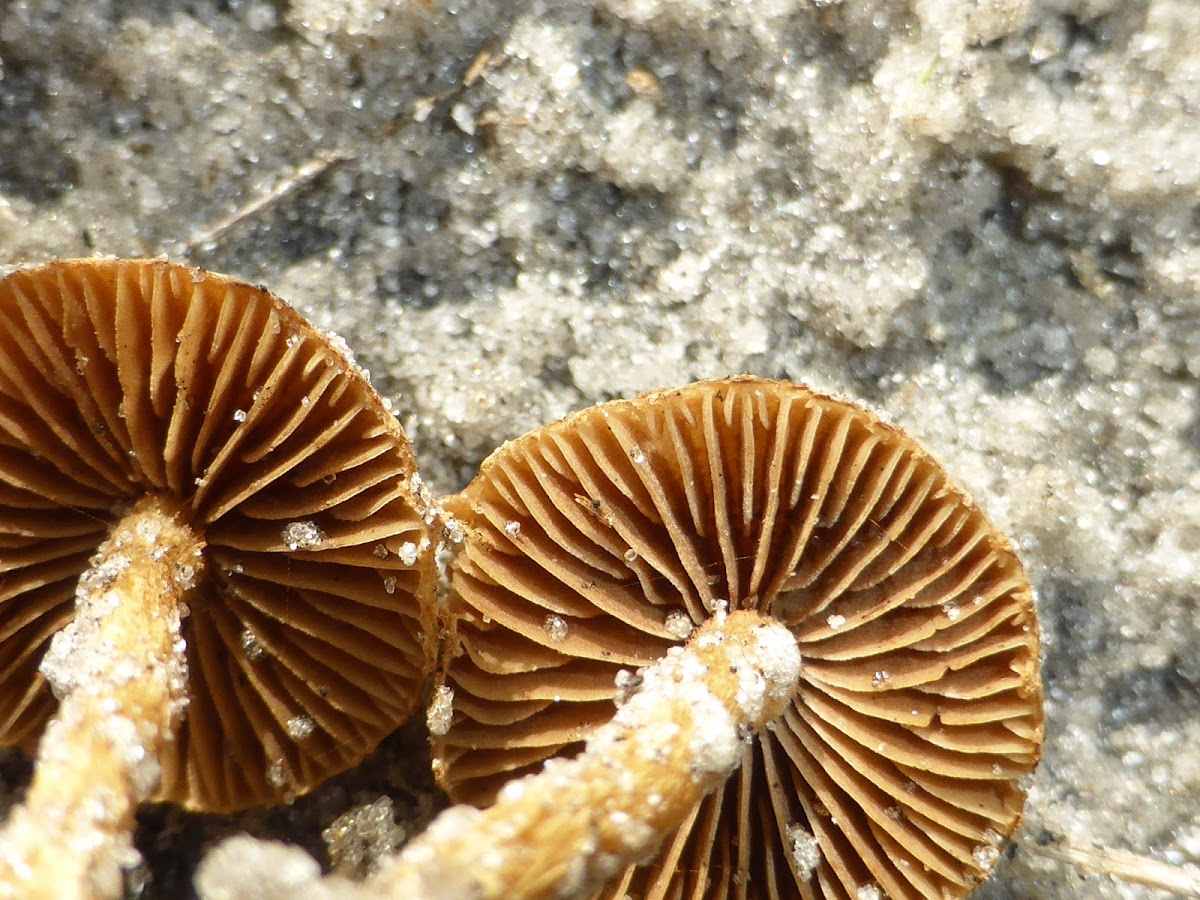 Agrocybe Mushrooms