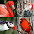 Bird World - Quiz about Famous Birds of the Earth1.1