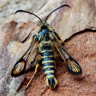 Six-belted Clearwing