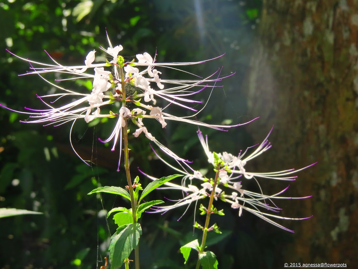 Cat's Whiskers