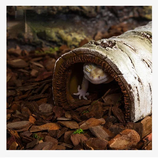 Reptile Pet Hideout, Terrarium Aquascape Hideout Simulation Birch Wood Cave Bark Lizard Lizards Keeper Snake Turtle Hide