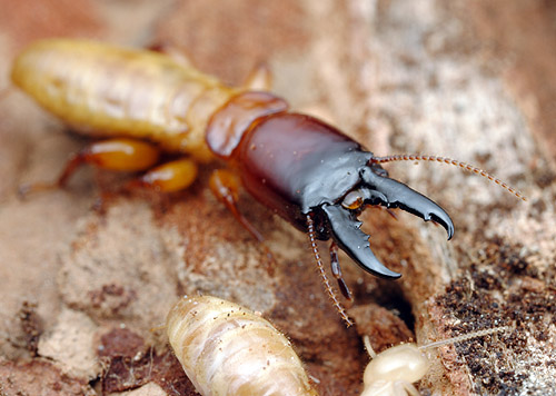 do_soldier_termites_have_wings.jpg