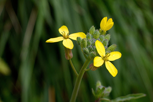 Coincya monensis