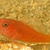 Goby