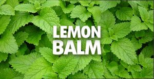 Lemon-Balm