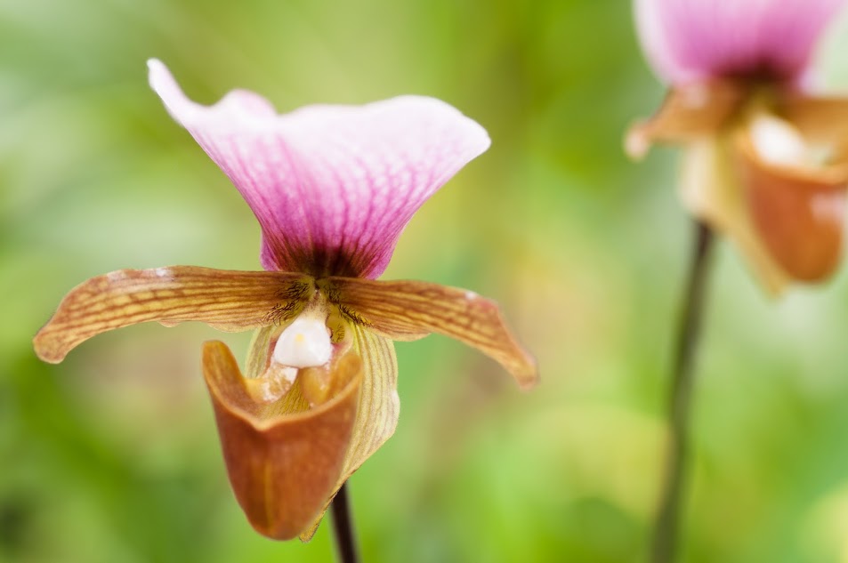 Paphiopedilum charlesworthii RiYNHd2jk--YwpXxzTlY8u6KaWd495IKDkerN9nki8_B1Kjy6rWf1mmrxGx7SJWbeozad1CEIzsAGX6CLK_VQwI0HRISFgcI-trSweSDKhEEg7lDJ8G_gXJP2wIoz5eK_VFzvsBt1Hrt_frVSvG9PC1KyuNy0Bfxbs_7cEU-b3NJd4VRH4BFkJsBq0T4DZaQLmzaobHXjD1ljGSo3Hw4vtjkMTIGZE_vgkU1INsPfIoaB1JXQukpePnZNjPMsayh2NAvdMesb9Q6DVgcpPO0gpbbTM9knHYZbw8iJeCfr1-OyU8Na1-ROlfJdNdDK4Sx6R7P6mfDMgoPY19-83YU0MzQ2ZyNOPttDWXRho6vldeHdx5hK28rg6mPyCfPqsZXzroS0-2XomwmdtSR76X-D-GVEcNP4xfdyJVgLVXjiMCNaAs8-1YC0k_628dcgZpe6VwPfHvUhENhG2KNhEAIiy6mhPuB1YKgUIuCMZVBJz-HzNaGzOFuXIRQnl6jxsaDMQzFPIqwZe_kA1nXUvaoagGyONICFtBNeght1MkLo2_E=w953-h633-no