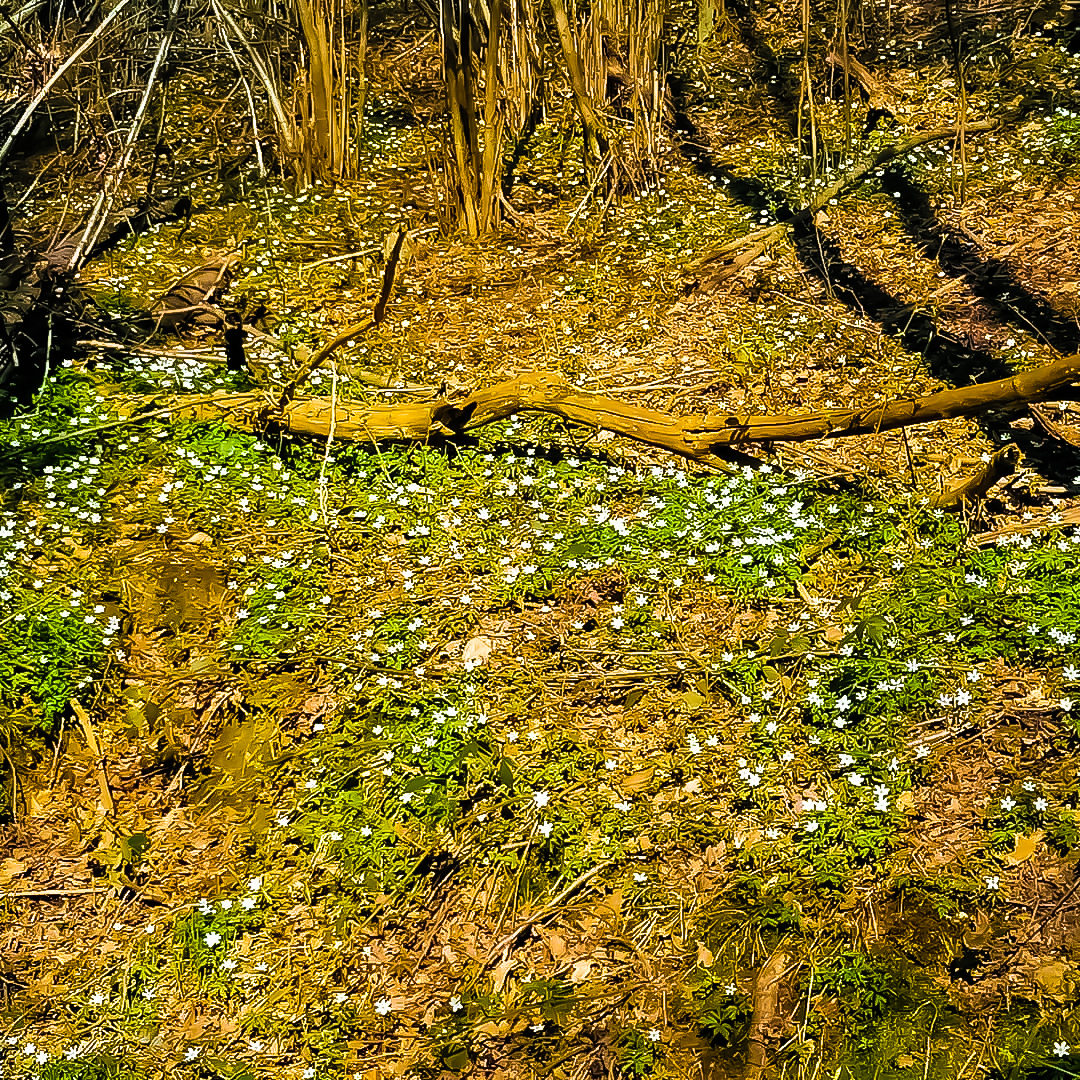 Bosco fiorito di ir_ca