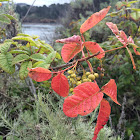 Poison Oak