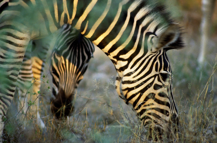 Burchell’s Zebra in Hluhluwe Game Reserve, Kwazulu-Natal