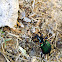 Fiery Searcher Ground Beetle