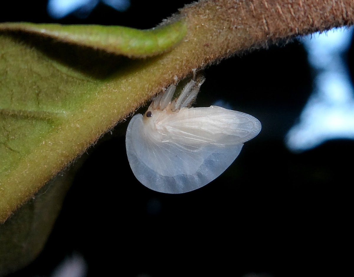 Treehopper