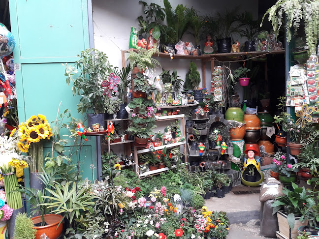 Opiniones de RP Vivero Rosses & Plant en Callao - Floristería