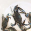 Blue Crab