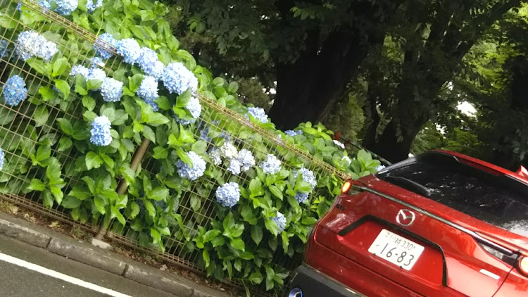 CX-8の紫陽花・貴方のストレス解消方法は何ですか？・カーボンシート貼り付け・DIYに関するカスタム事例の投稿画像4枚目