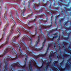 Grooved brain Coral