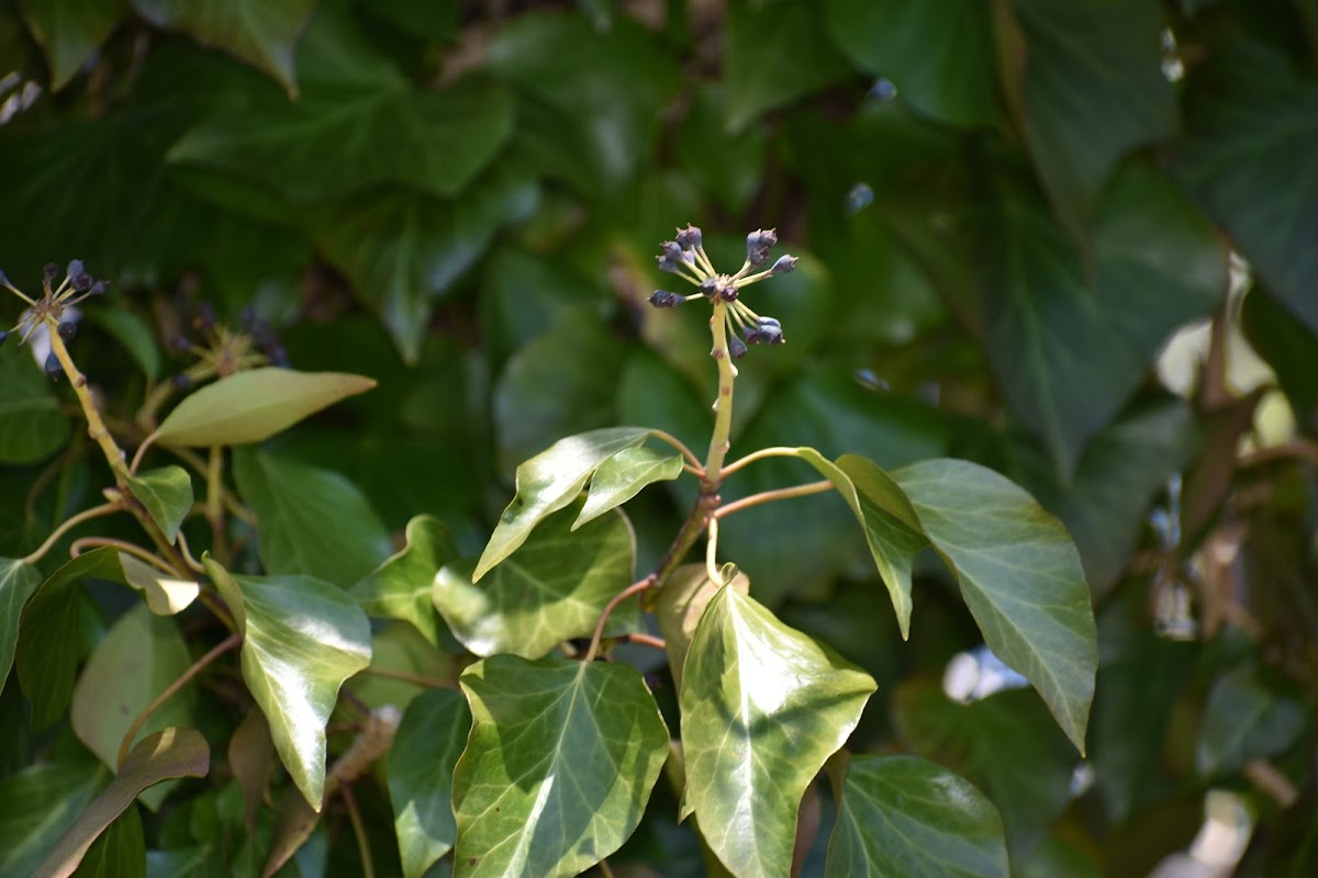 Unknown Plant