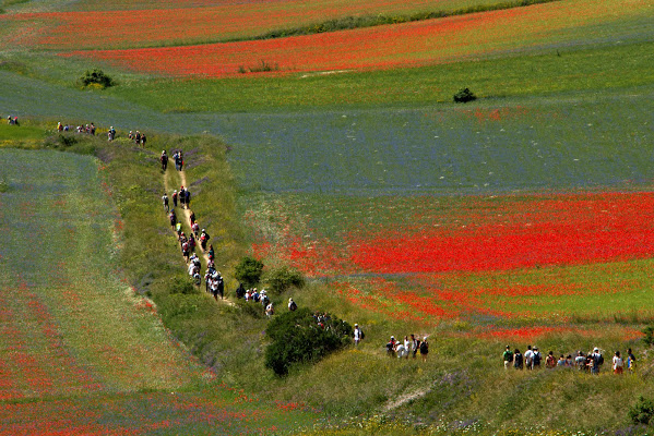 fioritura Castelluccio di ruggeri alessandro