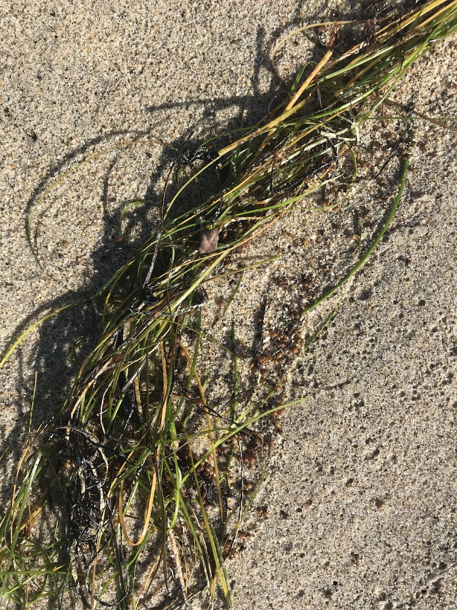 Seaweed